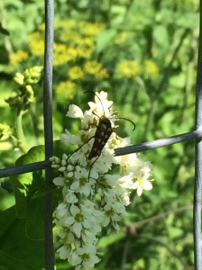 Typocerus velutinus--flower long-horned beetle on buckwheat flowers