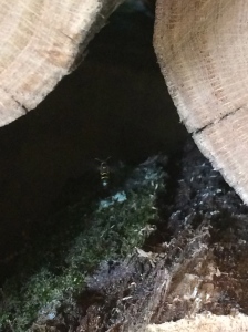 fleeting glimpse of a small bee flying into the woodpile
