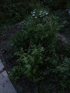 other half of herb garden with garlic chives blooming