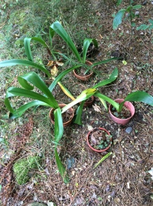 amaryllis in their pots in the soil behind Matt's pond.